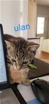 adoptable Cat in  named Kitten: Ulan