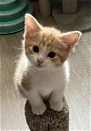 adoptable Cat in  named Kitten: Ryli