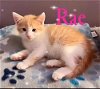 adoptable Cat in  named Kitten: Rae