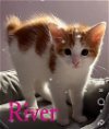 adoptable Cat in  named Kitten: River