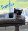 adoptable Cat in  named Kitten: Rambo