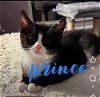 adoptable Cat in  named Kitten: Prince