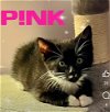adoptable Cat in  named Kitten: P!nk