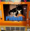 adoptable Cat in  named Kitten: Pitbull