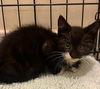 adoptable Cat in Columbia, MD named Kitten: Rosie