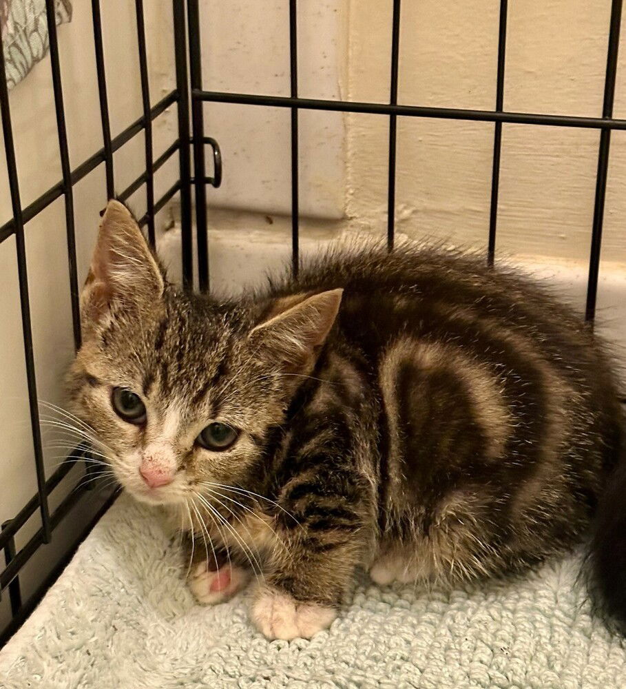 adoptable Cat in Columbia, MD named Kitten: Reba