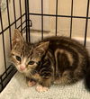 adoptable Cat in , MD named Kitten: Reba