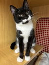 adoptable Cat in , MD named Osha *Featured at the Petco in Columbia, MD*