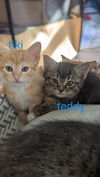 adoptable Cat in  named Kitten: Teddy