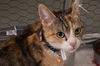 adoptable Cat in Columbia, MD named Momma Daisy *Wants to be your one and only pet!*