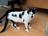 adoptable Cat in Columbia, MD named Zimmerman