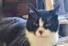 adoptable Cat in Columbia, MD named Mayor *Sweet special needs kitty*