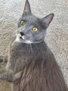 adoptable Cat in Columbia, MD named Icarus