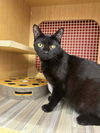 adoptable Cat in Columbia, MD named Tornado *Featured at the Petco in Columbia, MD*