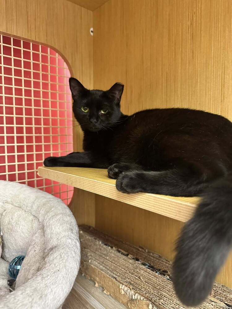 adoptable Cat in Columbia, MD named Kammie *Featured at the Petco in Columbia, MD*