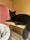 adoptable Cat in Columbia, MD named Kammie *Featured at the Petco in Columbia, MD*