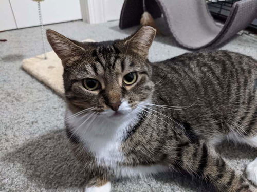 picture of the cat needing adoption