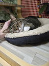 adoptable Cat in Columbia, MD named Momma Star