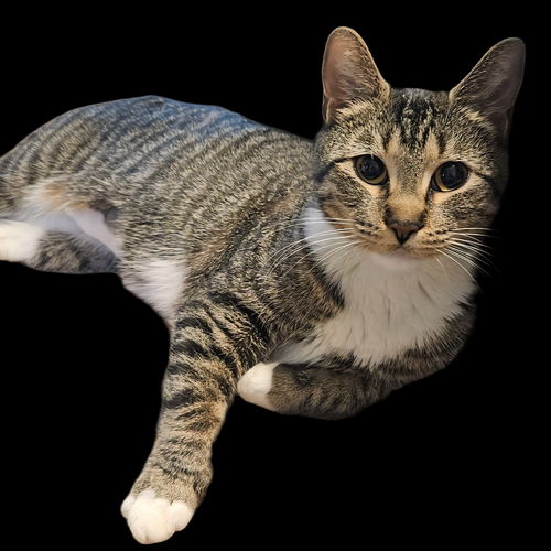 picture of the cat needing adoption