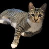 adoptable Cat in Columbia, MD named Sheba has *CH*