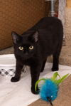 adoptable Cat in Columbia, MD named Momma Lollipop