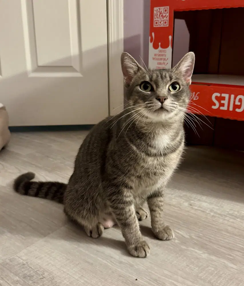 Momma Juice - Domestic Short Hair