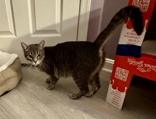 MOMMA JUICE - Domestic Short Hair available for adoption