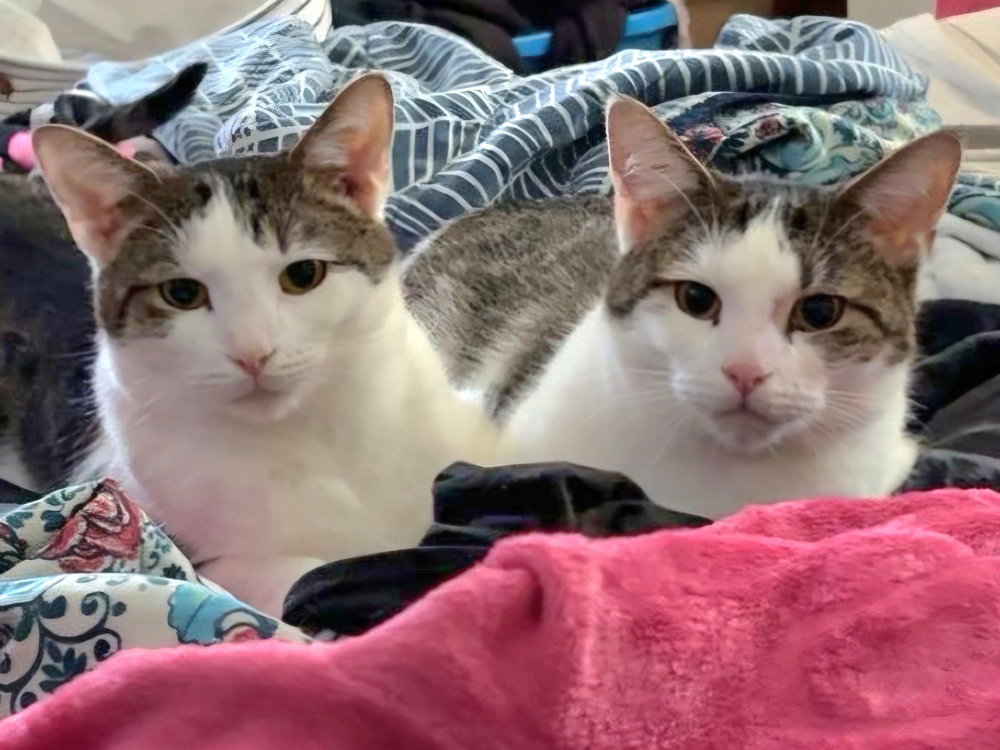 Islet *Bonded pair with sister, Imrick* Image