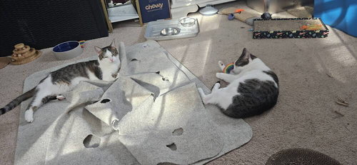 ISLET *BONDED PAIR WITH SISTER, IMRICK* - Domestic Short Hair available for adoption