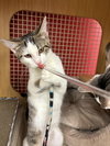 Islet *Bonded pair with sister, Imrick* - Photo 3