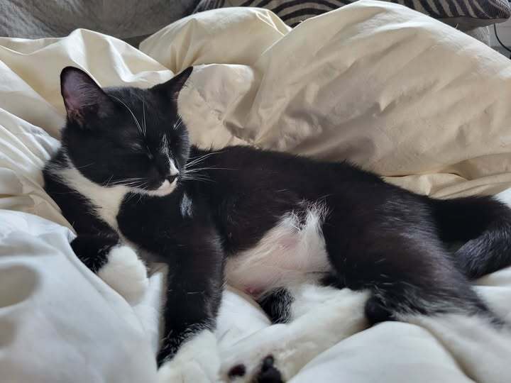 Momma Persephone Image