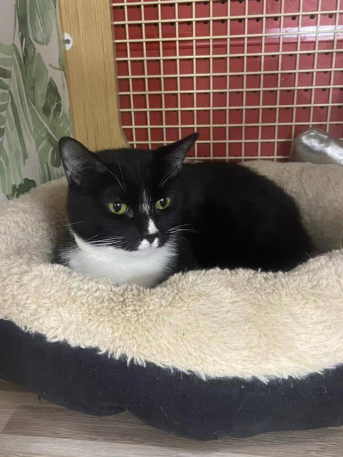 MOMMA PERSEPHONE - Domestic Short Hair available for adoption