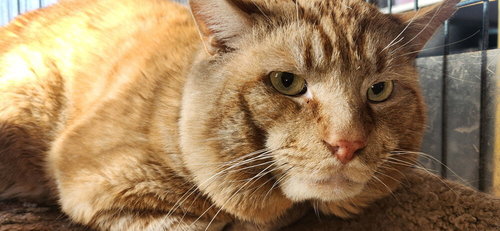 Rustee (aka Rusty), Adult Domestic Short Hair, cat for adoption in Manassas, Virginia