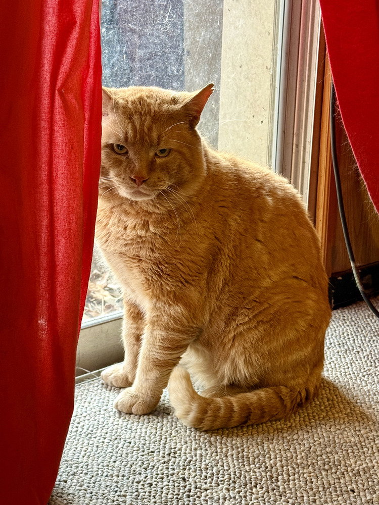 Rustee (aka Rusty) Image