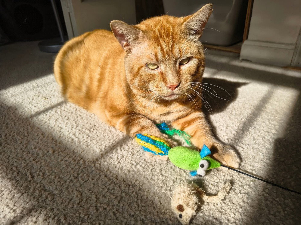 Rusty, photo 2