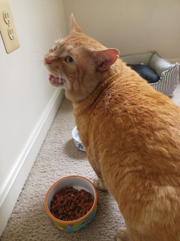Rusty, photo 3