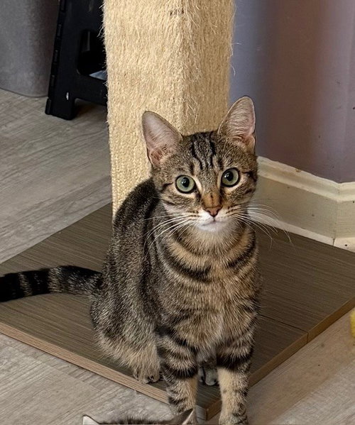 picture of the cat needing adoption