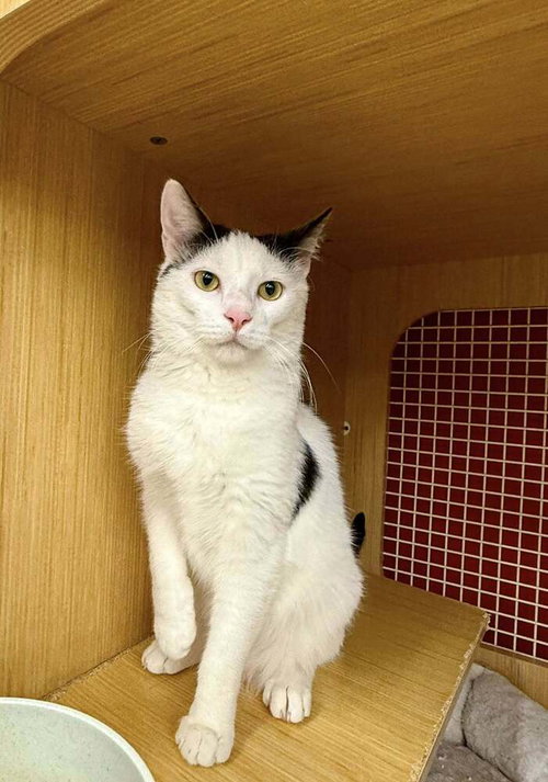 Cow *Featured at the Petco in Columbia, MD*, an adoptable Domestic Short Hair in Columbia, MD