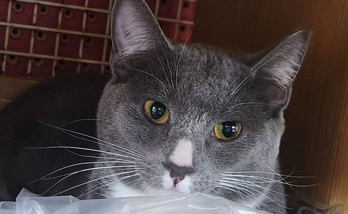 Getty *Featured at the Petco in Ellicott City, MD*, an adoptable Domestic Short Hair in Columbia, MD