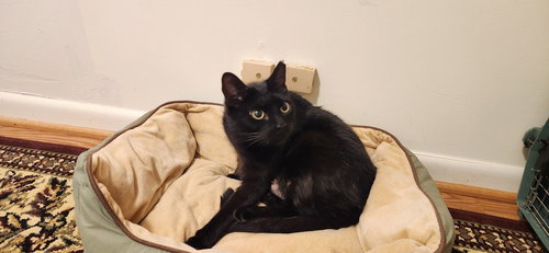 Mama Velvet, Adult Domestic Short Hair, cat for adoption in Manassas, Virginia