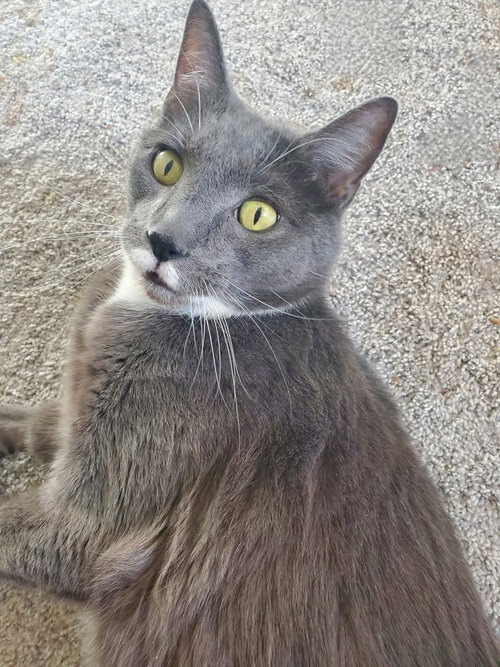 Icarus *Featured at the Petco in Columbia, MD*, an adoptable Domestic Short Hair in Columbia, MD