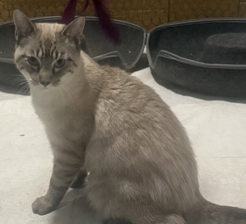 Latte, an adoptable Domestic Short Hair in Columbia, MD