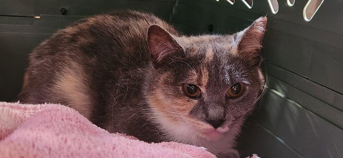 Yara *Featured at the Petco in Ellicott City, MD*, an adoptable Domestic Short Hair in Columbia, MD