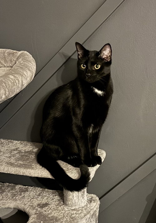 Enrique *Super playful -- needs a cat friend!*, Baby Domestic Short Hair, cat for adoption in Manassas, Virginia