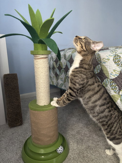 Peyton, an adoptable Domestic Short Hair in Columbia, MD