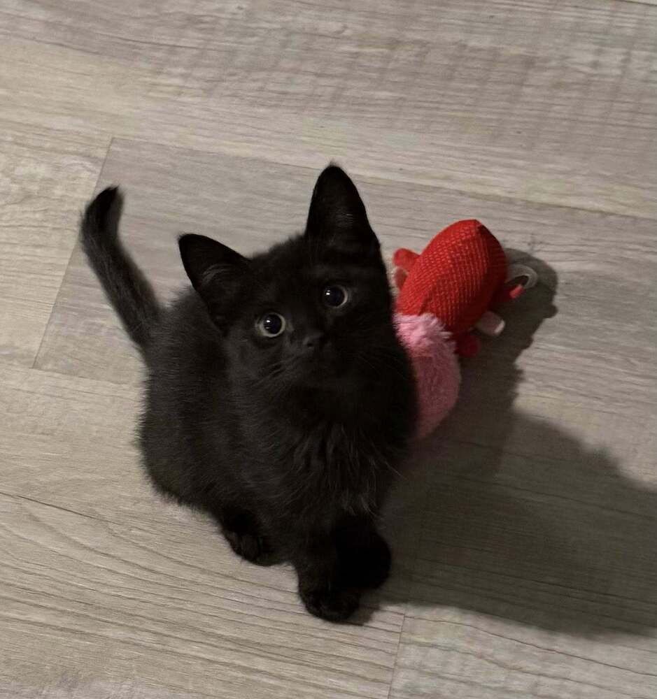 Kitten: Vegas *BONDED PAIR with Vesper* Image