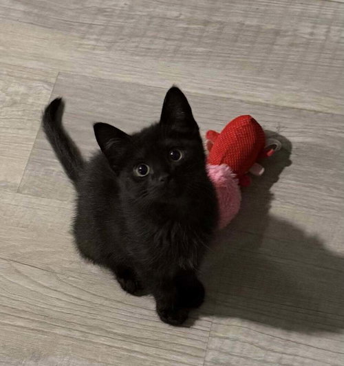KITTEN: VEGAS *BONDED PAIR WITH VESPER* - Domestic Short Hair available for adoption