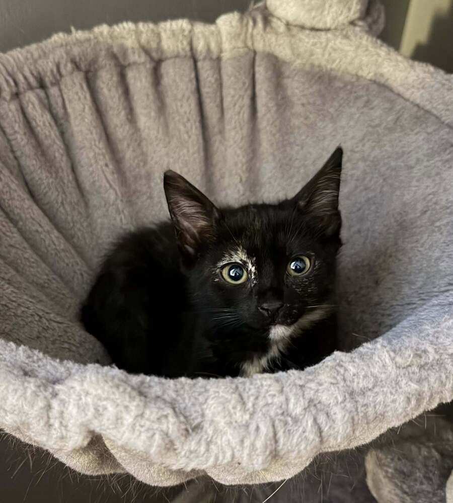 Kitten: Vesper *BONDED PAIR with Vegas* Image