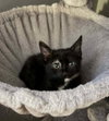 Kitten: Vesper *BONDED PAIR with Vegas* - Photo 1