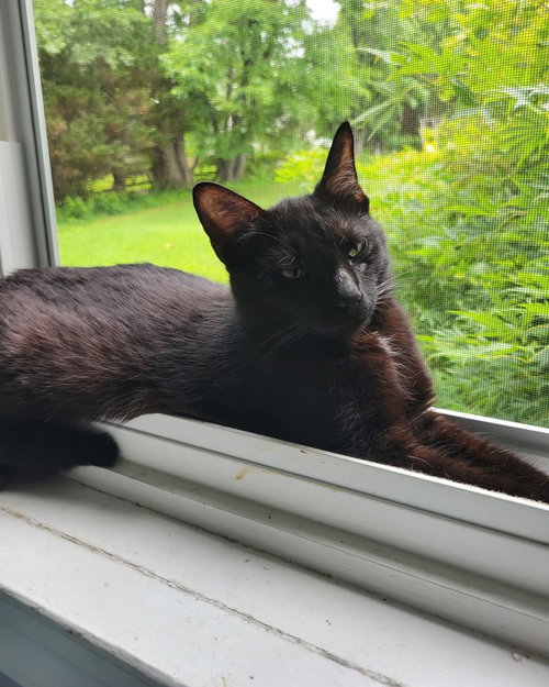 Momma Starling, an adoptable Domestic Short Hair in Columbia, MD